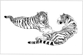 老虎 白描 素描 线描 国画
