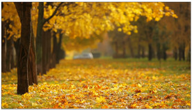 高清实拍唯美秋叶飘落空镜头素材