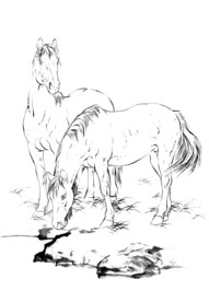 骏马 素描 白描 线描 国画稿