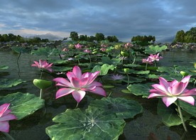 荷花 荷叶 公园 水景