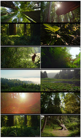 实拍优胜美地国家公园原始森林