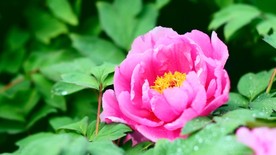 高清牡丹视频素材