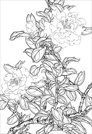 茶花 白描 素描 线描 国画