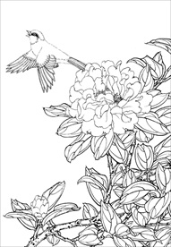 茶花 白描 素描 线描 国画