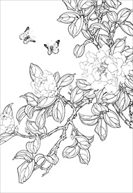 茶花 白描 素描 线描 国画