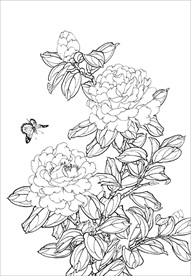 茶花 白描 素描 线描 国画