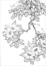 茶花 白描 素描 线描 国画