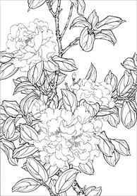 茶花 白描 素描 线描 国画