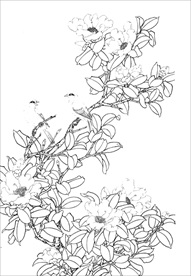 茶花 白描 素描 线描 国画