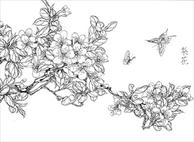 梨花  白描 素描 线描 国画
