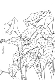 马蹄莲花  白描 素描 线描