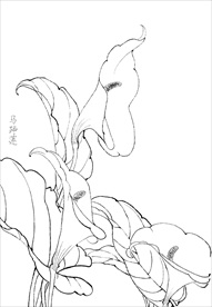 马蹄莲花  白描 素描 线描