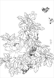 牡丹花  白描 素描 线描 国