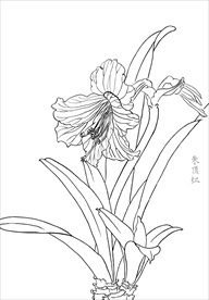 朱顶红  白描 素描 线描