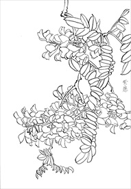 紫藤  白描 素描 线描 国画