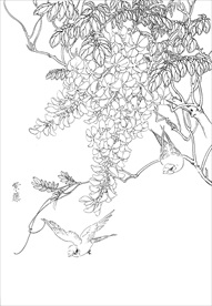 紫藤  白描 素描 线描 国画