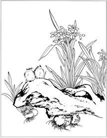 水仙花素描图片大全 水仙花素描设计素材 水仙花素描模板下载 水仙花素描图库 昵图网soso Nipic Com