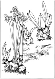 水仙花线描 水仙花白描 水仙花