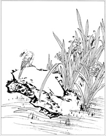 水仙花线描 水仙花白描 水仙花