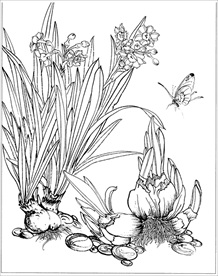 水仙花线描 水仙花白描 水仙花