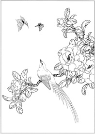 茶花线描 茶花白描 茶花素描