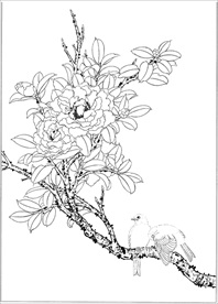 茶花线描 茶花白描 茶花素描