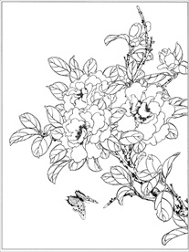 茶花线描 茶花白描 茶花素描