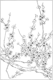 梅花线描 梅花白描 梅花素描