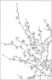 梅花线描 梅花白描 梅花素描