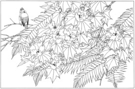 芙蓉花线描 芙蓉花白描 芙蓉花