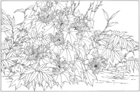 芙蓉花线描 芙蓉花白描 芙蓉花