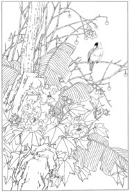 芙蓉花线描 芙蓉花白描 芙蓉花