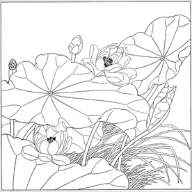 荷花线描 荷花白描 荷花素描