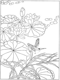 荷花线描 荷花白描 荷花素描