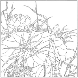 荷花线描 荷花白描 荷花素描