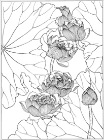 荷花线描 荷花白描 荷花素描