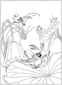 荷花线描 荷花白描 荷花素描