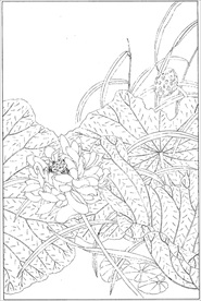 荷花线描 荷花白描 荷花素描