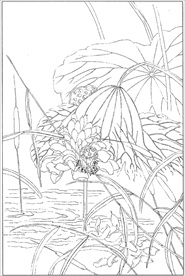 荷花线描 荷花白描 荷花素描