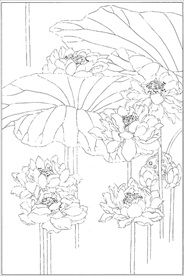 荷花线描 荷花白描 荷花素描