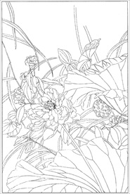 荷花线描 荷花白描 荷花素描