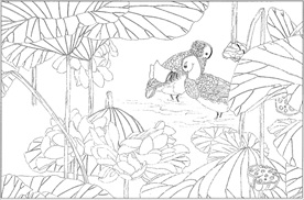 荷花线描 荷花白描 荷花素描