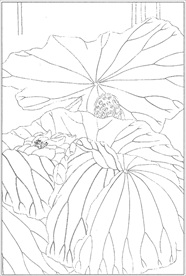 荷花线描 荷花白描 荷花素描