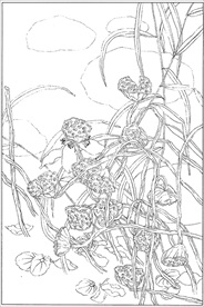 荷花线描 荷花白描 荷花素描