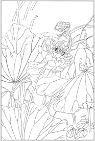 荷花线描 荷花白描 荷花素描