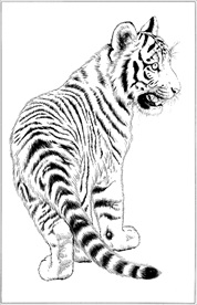 老虎线描 老虎白描 老虎素描