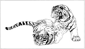 老虎线描 老虎白描 老虎素描