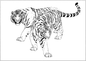 老虎线描 老虎白描 老虎素描