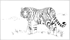 老虎线描 老虎白描 老虎素描