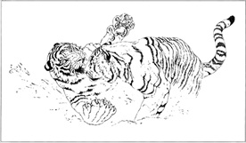 老虎线描 老虎白描 老虎素描